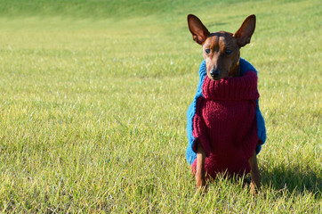 Dog in clothes sitting on the green grass in the Park. Pet in colored, winter clothes in nature....