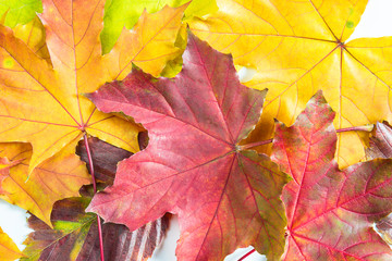 Red and yellow maple leaves top view close up