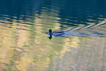 Ducks swimming in the water.