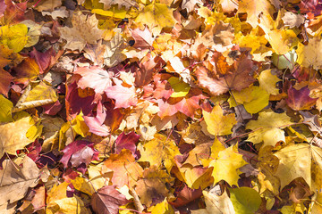 Natural background of red and yellow maple leaves on sunlight