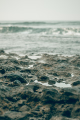 Skeleton of green-gray coral reef on the shore at the water's edge in Hikkaduwa, Sri Lanka