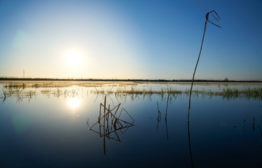 reflection of aquatic plants in a beautiful lake