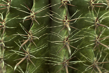 Prickly cactus texture. Close up green nature background.