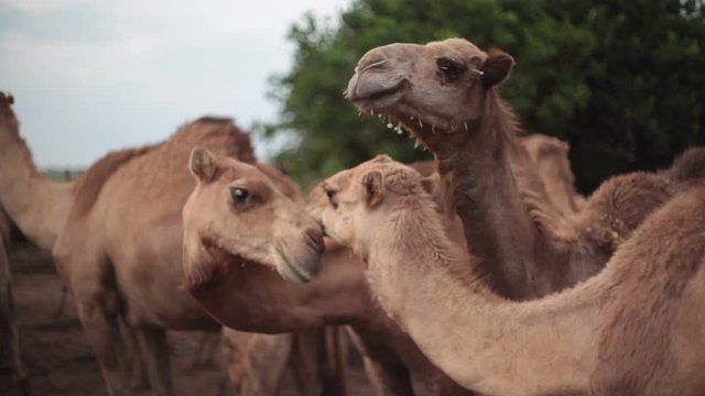 Camels with thorns on face tease each other, close up, shallow DOF