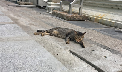 東南アジアのタイのバンコクでコンクリートの上でリラックスしながら一人で遊んでいた猫が静止して視線をカメラに向けている写真