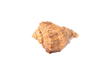 Seashell isolated on white background. Copy space.