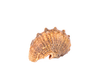 Seashell isolated on white background. Copy space.