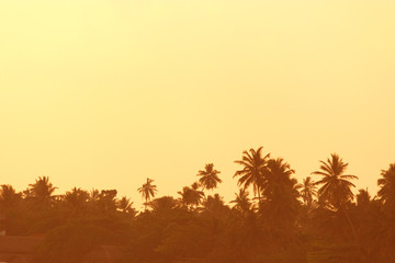 Fototapeta na wymiar Sunset over palm trees