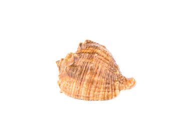 Seashell isolated on white background. Copy space.