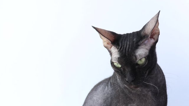 sphinx black cat in front of white background