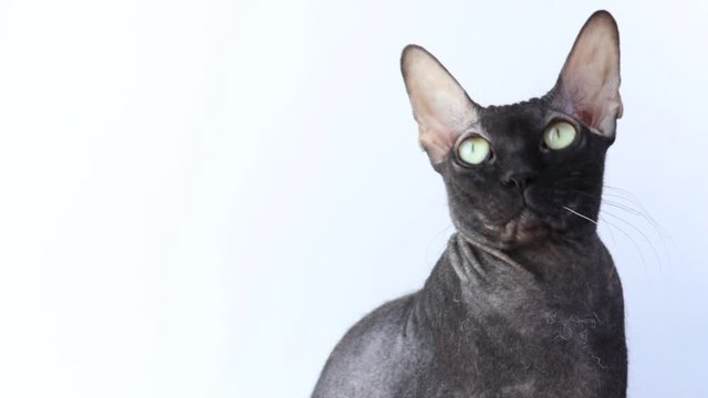 sphinx cat on white background