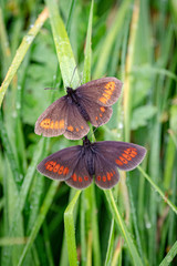 Male and female Yellow-spotted ringlet