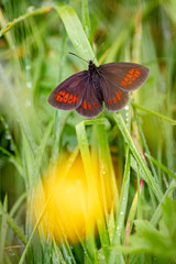 Male Yellow-spotted ringlet