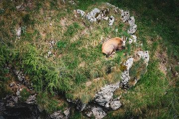 Single Chamois curiously looking upwards