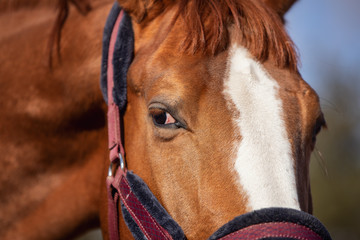 closeup portrait of chestnut budyonny gelding horse eyes