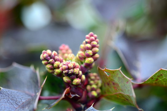 Knospen an einer Stechpalme