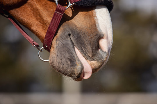 closeup portrait of chestnut budyonny gelding horse mouth with tongue out