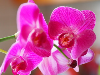 Blossoming orchid flower
