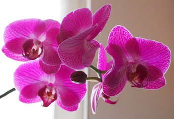 Fototapeta na wymiar orchid blossom in violet