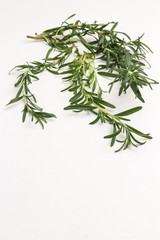 Sprig of rosemary on white background, close up,