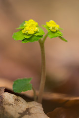 Golden saxifrage, Alternate leaved golden saxifrage or Chrysosplenium alternifolium, mat-forming perennial plant of wet and damp habitats, with yellow green bracts, family Saxifragaceae