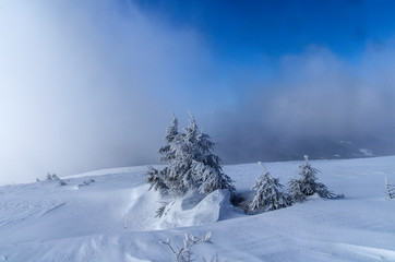 Ośnieżone krzewy na połoninie Wetlińskiej Bieszczady © wedrownik52