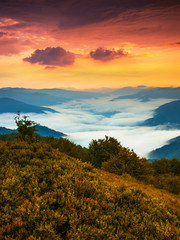 Obraz premium spectacular foggy nature scenery in the mountains, fabulous morning view on meadow on valley covered mist on background unbeliavable dramatic sky, vertical dawn mountains image
