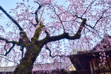 水火天満宮の桜