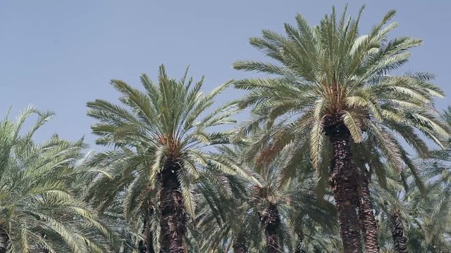 Date palm trees in hot sunny desert