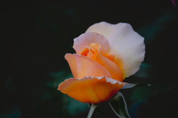 orange rose flower
