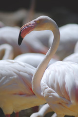 close up shape pink flamingos.