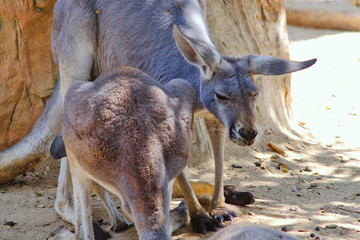 Red Kangaroo (Macropus rufus) © Png - Video - Photo