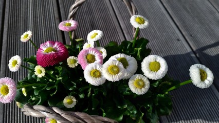 Blühende Bellis in einem Korb auf einem Banqiraiboden © Stylecore