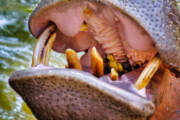 Close up Hippopotamus (Hippopotamus amphibius).