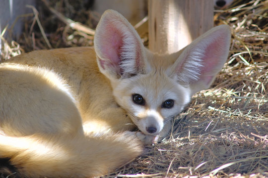 Close Up Fennec Fox / Vulpes Zerda