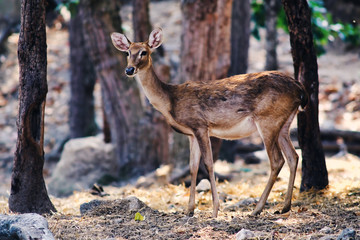 Sambar Deer (Rusa unicolor)