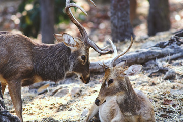 Fototapeta na wymiar Sambar Deer (Rusa unicolor)