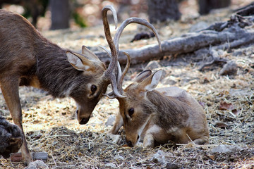 Sambar Deer (Rusa unicolor)