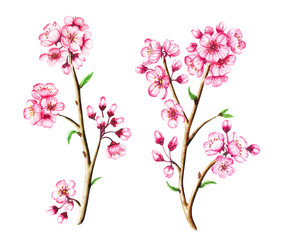 Watercolor vector floral sakura branches. Spring cherry blossom isolated on white.