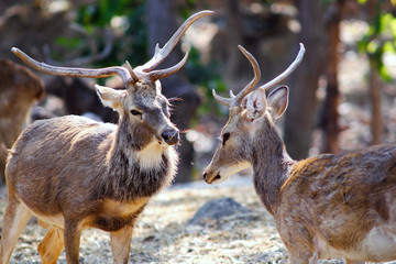 Sambar Deer (Rusa unicolor)