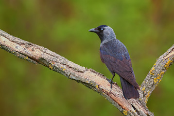 Eurasian Jackdaw - Corvus monedula, beautiful perching bird from Euroasian forests and woodlands, Hortobagy, Hungary.