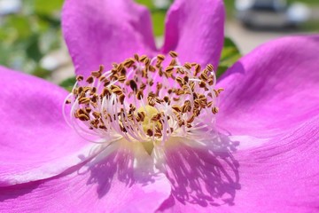 Fiore rosa. Macro fotografia