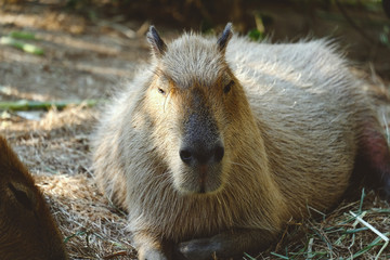 capybara relax