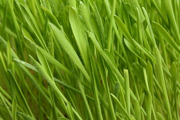 Vigorous wheat seedling