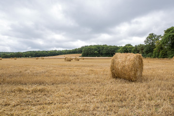Round harvested haystacks on the grassland in autumn