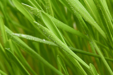 Fototapeta na wymiar Vigorous wheat seedling