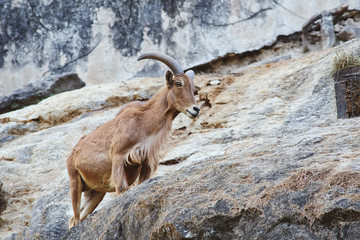 Barbary sheep on the cliff.