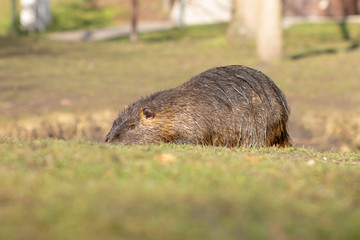 Nutria, Myocastor coypus or river rat the wild near the river