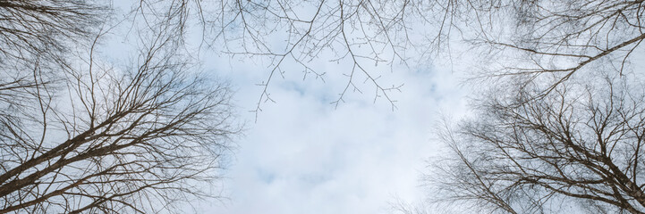 Banner of sky with early spring forest. Great background with copyspace. Nature landscape. Stock photo.