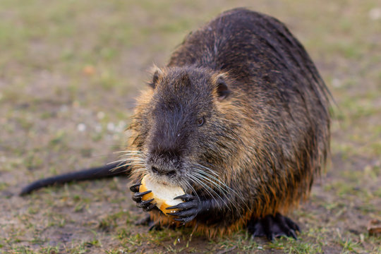 Nutria, Myocastor coypus or river rat the wild near the river